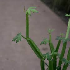 Image result for Cissus quadrangularis