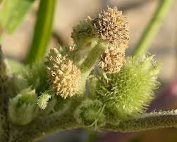 Image result for Xanthium strumarium