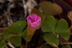 Image result for Oxalis obliquifolia