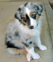 Browse thru our id verified puppy i have 1 male red and tan and 3 females liver and tan i have both parents on site mom's a white german shepard. 73 Australian Shepherds Ideas Australian Shepherd Dogs Puppies