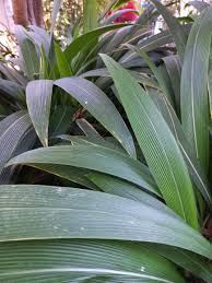 Image result for Setaria poiretiana