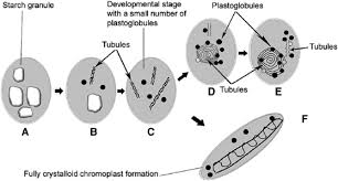 Figure 11 Schematic Diagram Of Chromoplast Differentiation In The Flesh Of Citrus Fruits A To E The Globular Chromoplast Differentiation Diagram In The Flesh