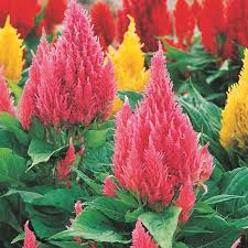 Plume Celosia Celosia Plumosa My Garden Life Flowers Celosia Flower Flower Seeds