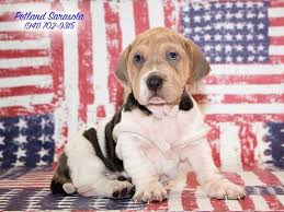 All breeds bernese mountain dog french bulldog/pug frenchton miniature australian shepherd pembroke welsh corgi pomsky soft coated wheaten terrier. What S Up With Walrus Puppies For Sale Petland Sarasota
