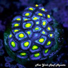 November 11, 1983 … hometown: Wwc Aoi Zoanthids