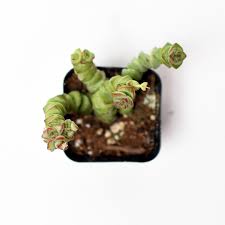 On this episode of cloud 9, we show you our awesome witch garden and go exploring out the world as bats! Baby S Necklace Crassula Rupestris Marnieriana 2 Inch Sweet Garden Gifts
