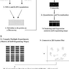 flow chart of microarray probing quantitation and analysis