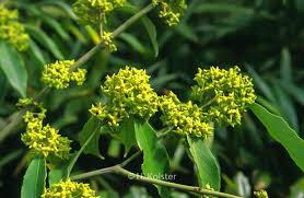 Image result for Myrianthus