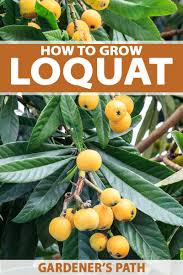 Cuidados Com A Planta Eriobotrya Japonica Ou Loquat Noticias De Jardim