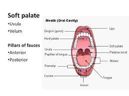 The anatomy of the oral cavity is visualized; Lcsc06 Biological Sciences Head Neck 2 Oral Pharyngeal Structures Ppt Video Online Download