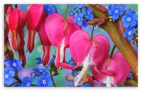 Bleeding Heart And Forget Me Not Hd Desktop Wallpaper Widescreen Fullscreen Mobile Bleeding Heart Bleeding Heart Flower Flower Wallpaper