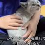 キャリーの中から『シャー』と必死に威嚇していた子猫→そっと抱っこしてみたら…『驚きの光景』が8万再生「優しさが伝わった」「かわいい～」 (2025年6月28日)