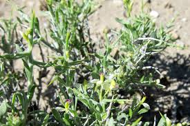 Image result for Polygala kalaboensis
