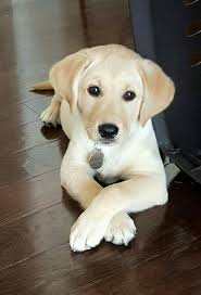 Epingle Par Sila Sur Hayvanlar Avec Images Labrador Retriever Chiot Chien Labrador
