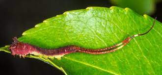 A reader recently sent us an excellent photograph of what appears to be a tiger swallowtail caterpillar. Forked Tail Caterpillar Furcula Bugguide Net
