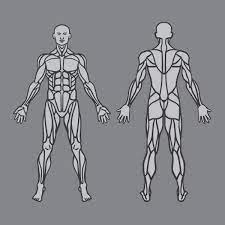 These muscles form the connective tissues and make the body flexible enough to enable movement. 2 445 Muscular System Vector Images Free Royalty Free Muscular System Vectors Depositphotos