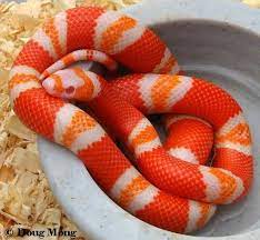 Cobra Snake Tattoo Pictures Cobra Pictures Snake Snaketattoo Tattoo Watercolortattoo Milk Snake Pet Snake Snake
