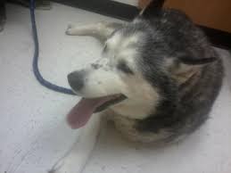 Maybe you would like to learn more about one of these? How To Train And Take Care Of A New Siberian Husky Puppy Pethelpful