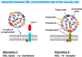 Cartoon Illustration Of The Effects Of Ethanol On The L A , L O , And L...  | Download Scientific Diagram