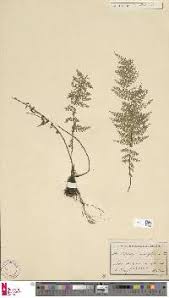 Image result for Asplenium mildbraedii