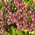 Image result for Rumex sagittatus