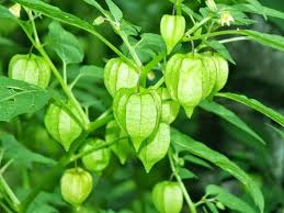 Nama botani tinosprora tuberculata, beumee. Pin Di Alam Indonesia