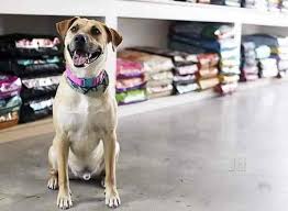 Subcribe to petflow® now and get fast and convenient delivery on all your pet needs. Top Pet Shops In Rayagada Best Pet Store Suppliers Justdial