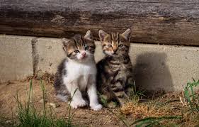 For cats with sensitive bellies, or to help rid their stomach of. Wallpaper Cat Grass Look Nature House Kitty Grey Wall Baby Pair Kittens Log Kitty Kids A Couple Striped Images For Desktop Section Koshki Download