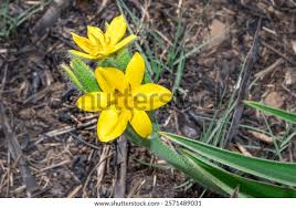 Image result for Hypoxis