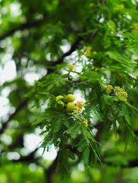 Image result for Libidibia coriaria