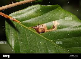 Image result for Stigmella tityrella