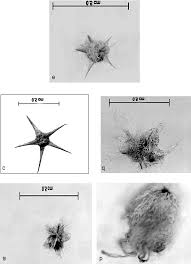 Image result for Chenolea