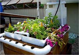 A guide to backyard fish farming by steven d. Aquaponics A Gardening System Using Fish And Circulating Water The New York Times