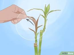Bamboo plants are easy to propagate from cuttings. How To Trim Lucky Bamboo Plants 11 Steps With Pictures