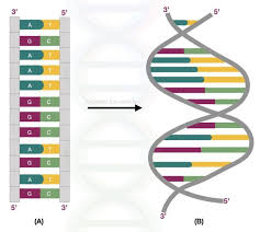 Pin On Genetic Education