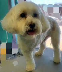 Let's see your most recent favorite grooms! This sweet pup is one of mine!