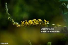 Image result for Crotalaria barkae