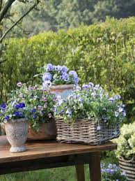 Blutenpracht Im Herbst Pflanzenfreude Pflanze Plants Plant Planters Pflanzen Herbst Outdoor Garten Autumn Plants Plante Mit Bildern Essbare Pflanzen Blutenpracht
