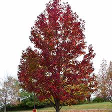 Image result for Liquidambar