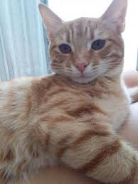 Ucretsiz Kedi Sahiplendirme Ilanlari