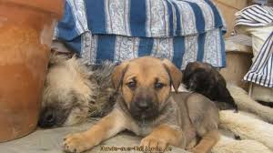 The beautiful property los leones, located between alcudia and pollensa, is the ideal holiday home for families or family celebrations. Belg Schafer X Boxer Pastor Mallorquin Leona Welpe N Zuhause Gefunden Hunde Aus Mallorca Perrera Ses Salines Happy Ends Archiv Von Zergportal De