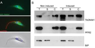 Erdmann verbrachte ihre jugend in der kleinstadt meldorf in dithmarschen. 1001 Model Organisms To Study Cilia And Flagella Vincensini 2011 Biology Of The Cell Wiley Online Library