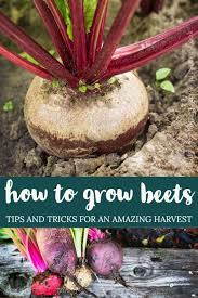 Provide at least 1 inch of water every. How To Grow Beets In 2021 Growing Beets Planting Beets Growing Vegetables