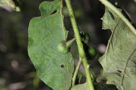 Image result for Solanum chrysotrichum