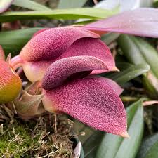 Image result for Bulbophyllum cochleatum