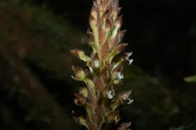 Image result for Eriosema pentaphyllum