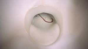 Check spelling or type a new query. Worm In Toilet The Focus Stock Footage Video 100 Royalty Free 1060971400 Shutterstock