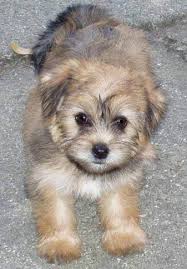 Related ads with more general searches Maltese Shih Tzu Puppies For Sale
