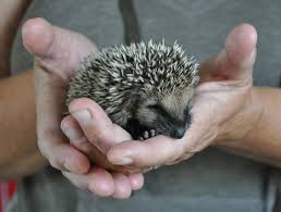 When it's time to give your hedgehog a normal bath, and you've gathered all your supplies, you'll want to start by getting the water nice and warm. A Complete Guide To Raising Pet Hedgehogs Pethelpful