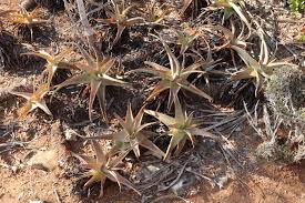 Image result for Aloe bukobana